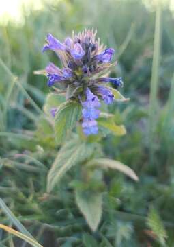 Imagem de Nepeta coerulescens Maxim.