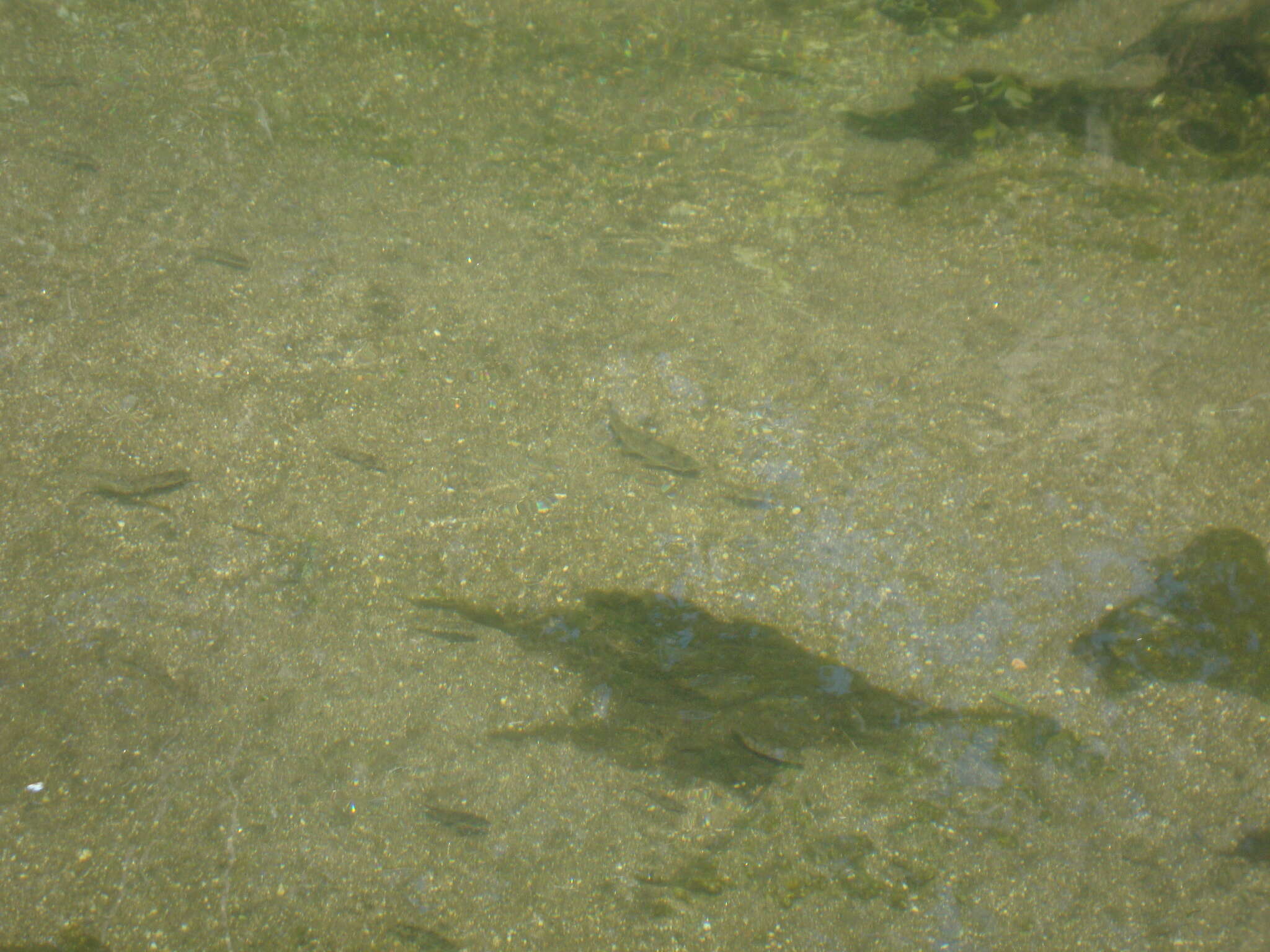 Image of Iberian gudgeon