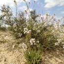 Image of Erucaria microcarpa Boiss.