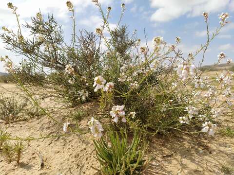 صورة Erucaria microcarpa Boiss.