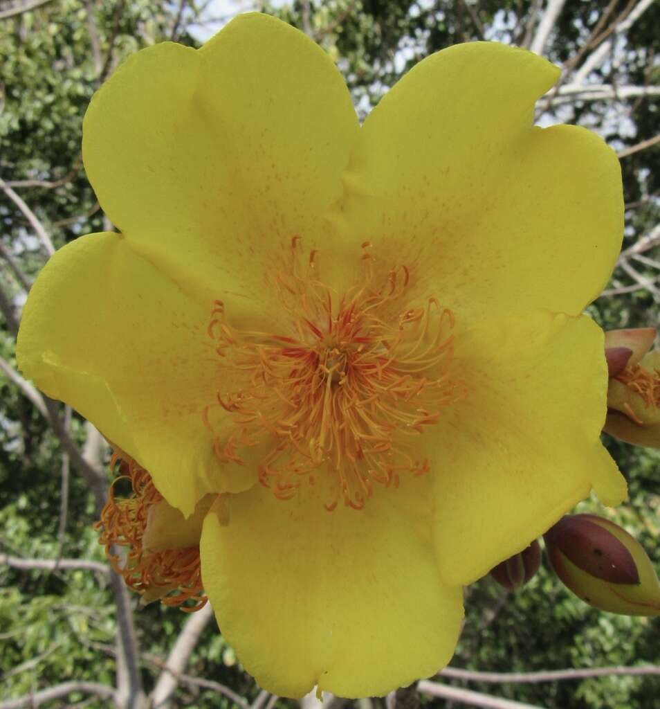 Imagem de Cochlospermum vitifolium (Willd.) Spreng.