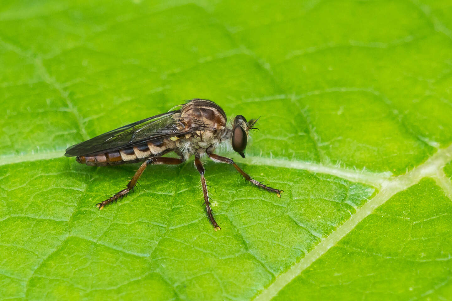 صورة Heteropogon macerinus (Walker 1849)