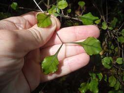 Image de Coprosma arborea Kirk