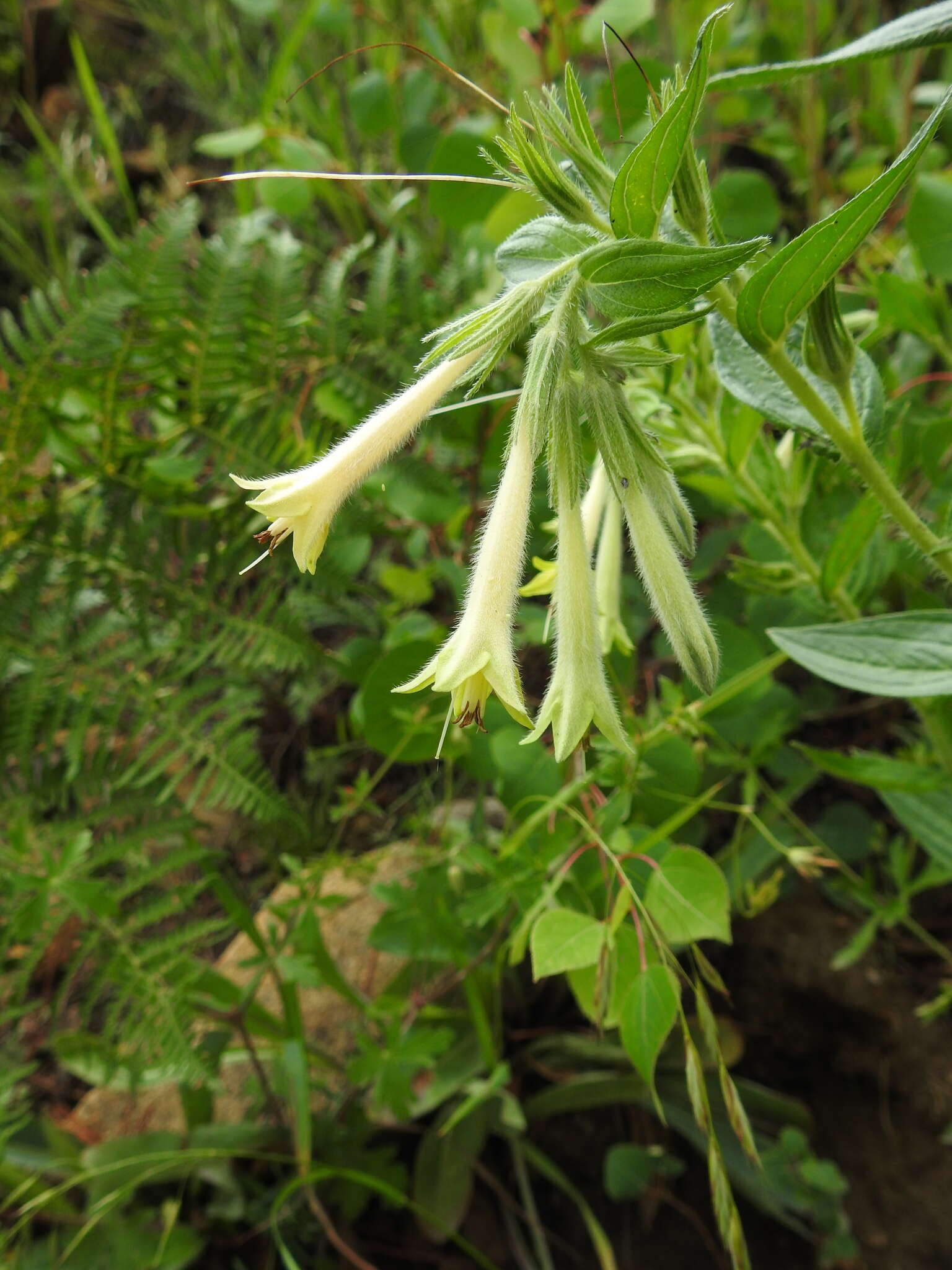 Image of giant-trumpets