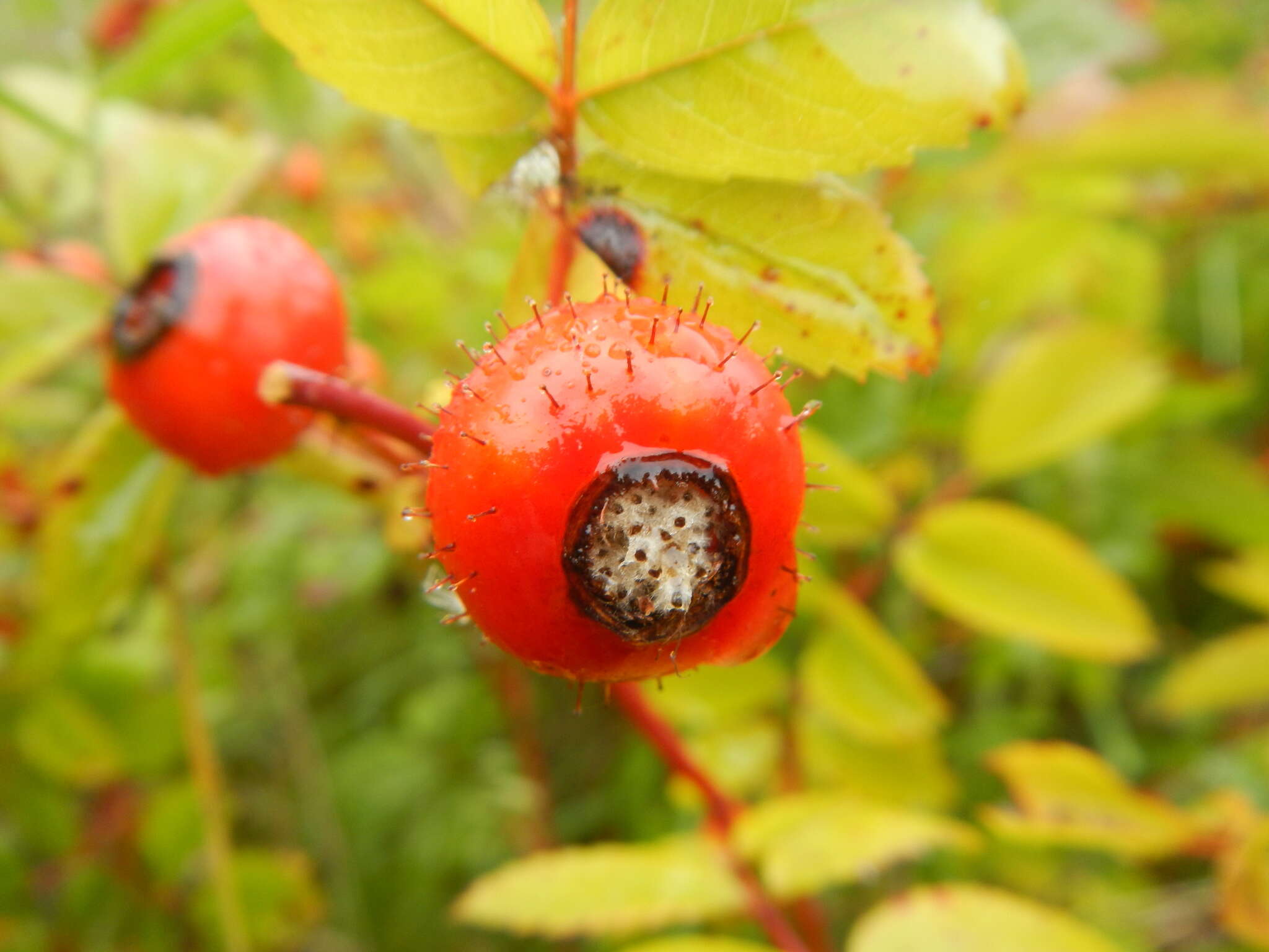 Plancia ëd Rosa virginiana J. Herrmann