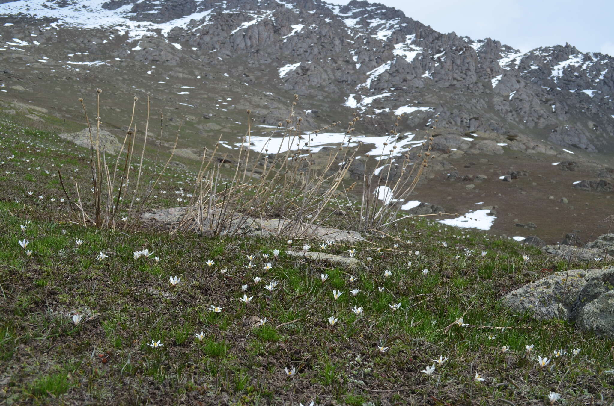 Image of Colchicum kesselringii Regel