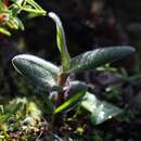 Image of Ornithogalum hispidum subsp. hispidum