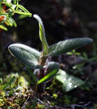 Plancia ëd Ornithogalum hispidum subsp. hispidum