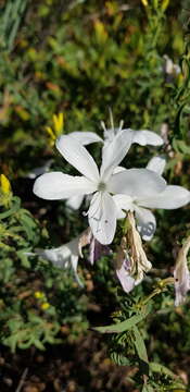 Image of Barleria pretoriensis C. B. Cl.