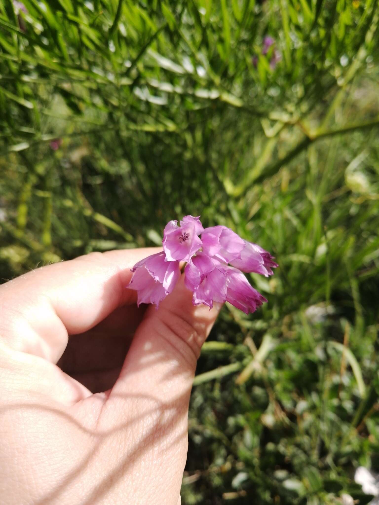 Image of Allium narcissiflorum Vill.