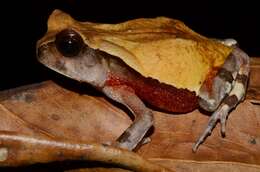 Image of African giant toad