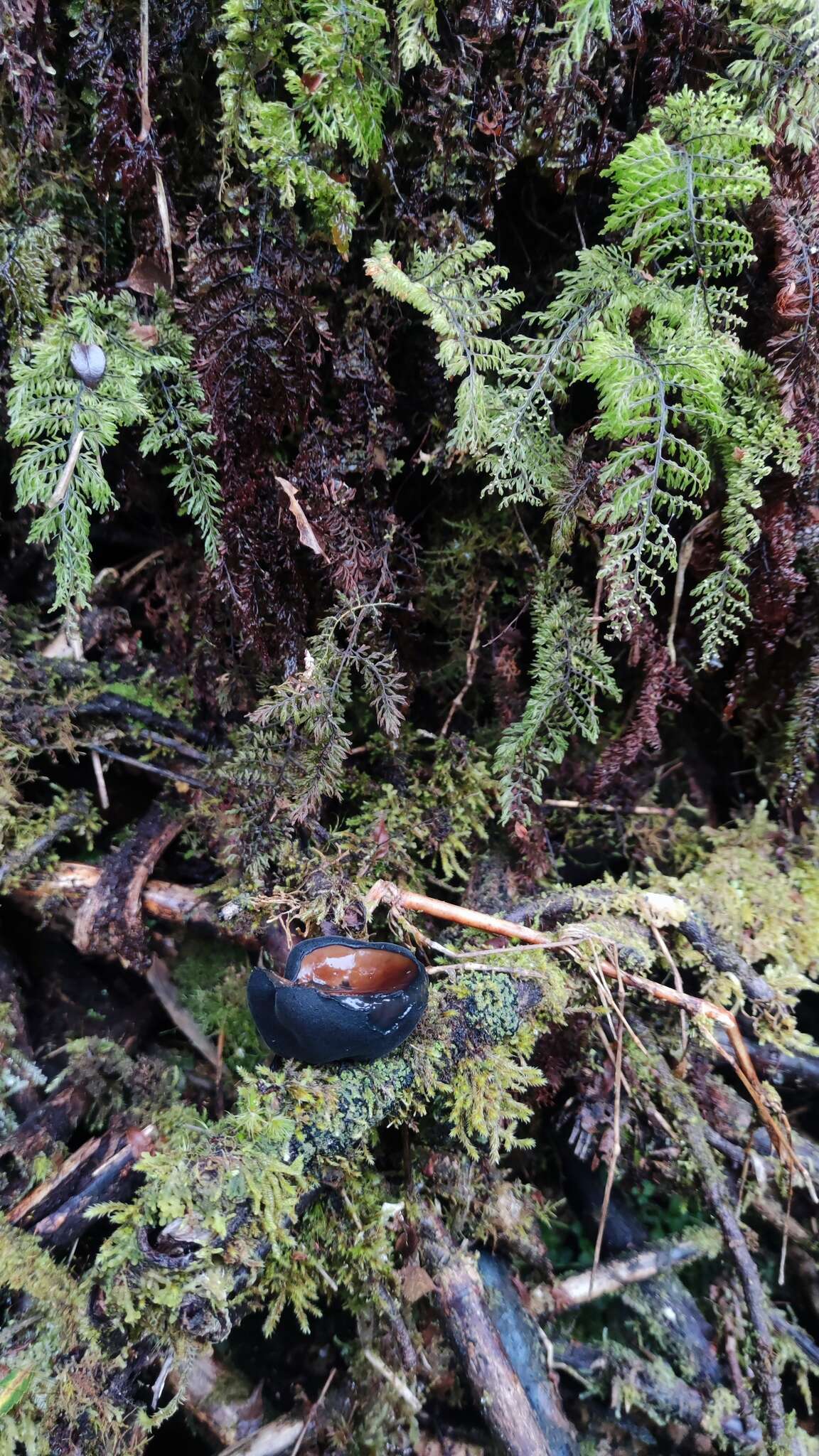 Image of Plectania chilensis (Mont.) Gamundí 1971