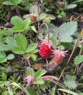 Image of Fragaria nipponica Makino