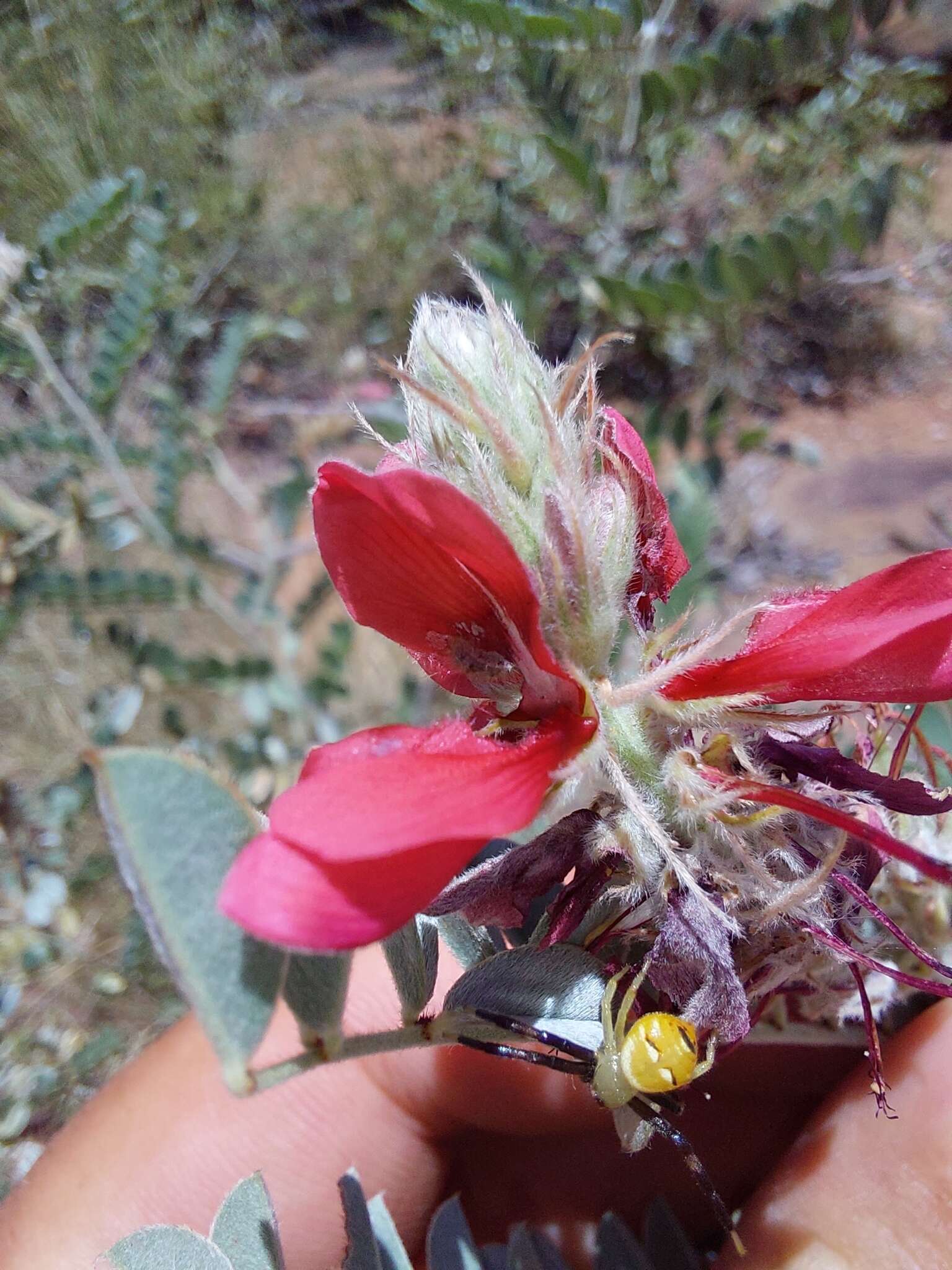 Indigofera mollicoma N. E. Br.的圖片