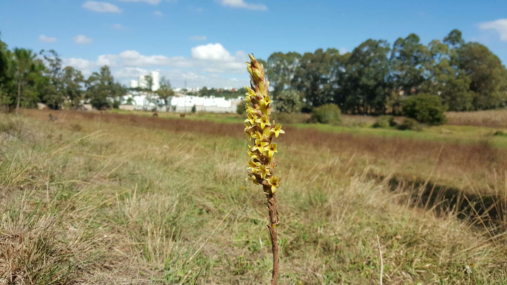 Imagem de Dichromanthus michuacanus (Lex.) Salazar & Soto Arenas