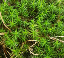 Слика од <i>Polytrichum formosum</i>