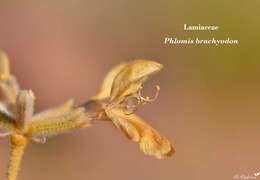 Image of Phlomis brachyodon (Boiss.) Zohary ex Rech. fil.