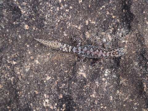 Image of Lesueur's Gecko