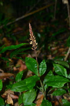 Image of Giant jewel orchid