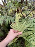 Image de Cibotium menziesii Hook.