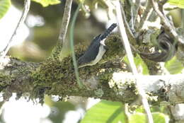 Image of Wrens