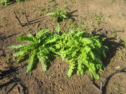 Image of Senecio hastatus L.