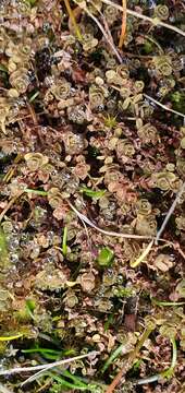 Image of Hypericum rubicundulum Heenan