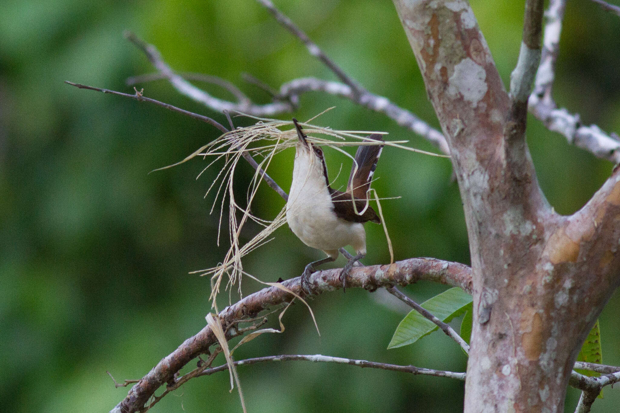 Image of Bicolored Wren