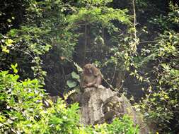 Image of Assam Macaque