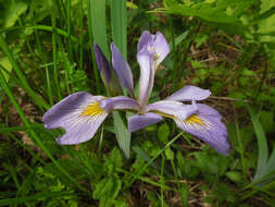 Image de blue flag iris versicolore