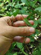 Image of Vincetoxicum scandens Sommier & Levier