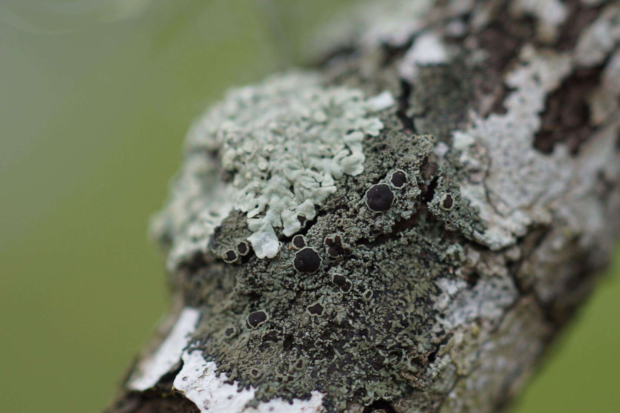 Image of <i>Hyperphyscia syncolla</i> (Tuck. ex Nyl.) Kalb