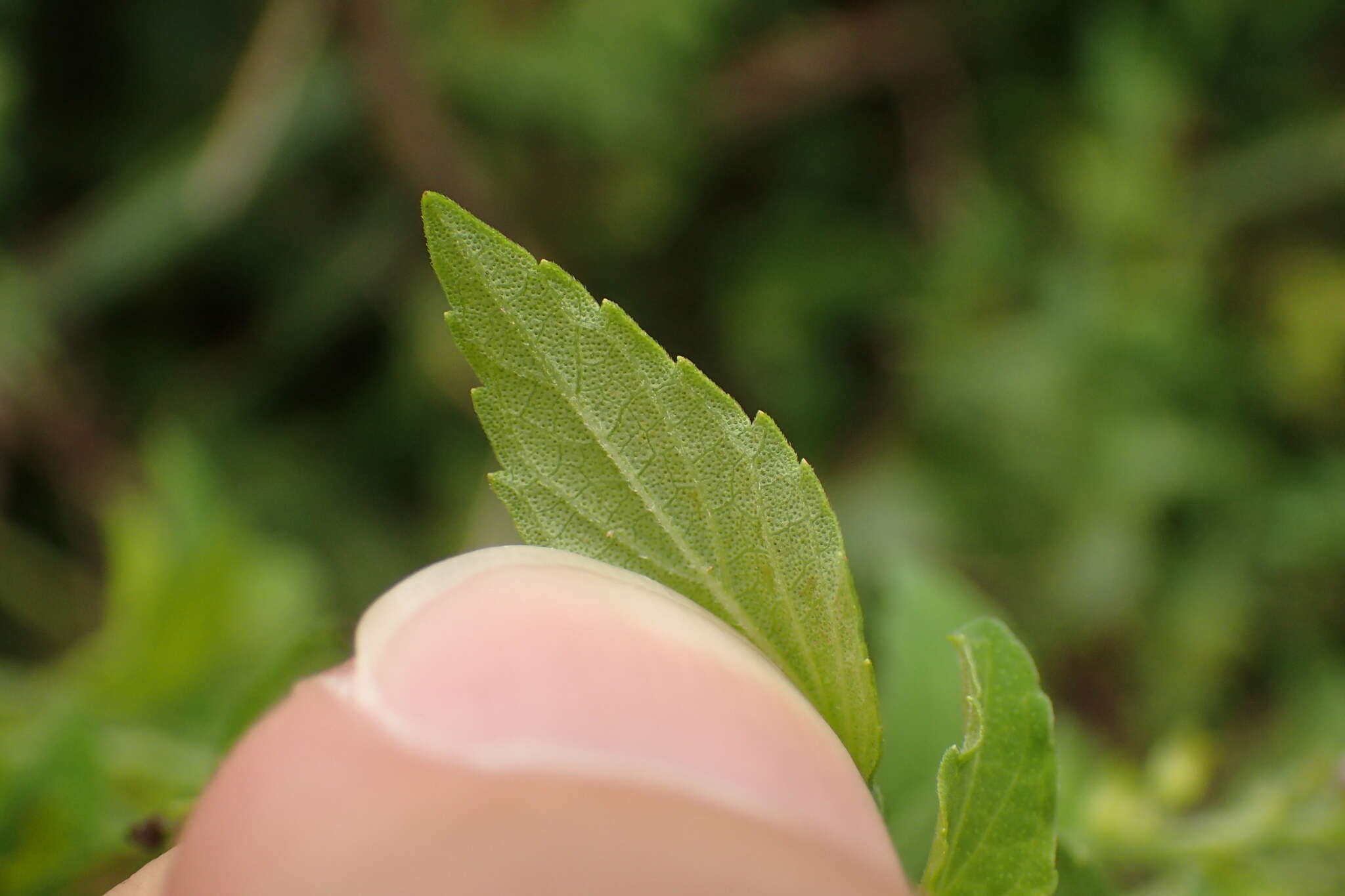 Mosla scabra (Thunb.) C. Y. Wu & H. W. Li resmi