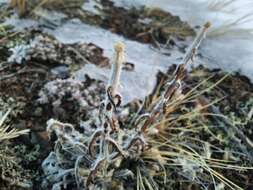 Image of Echinops humilis M. Bieb.