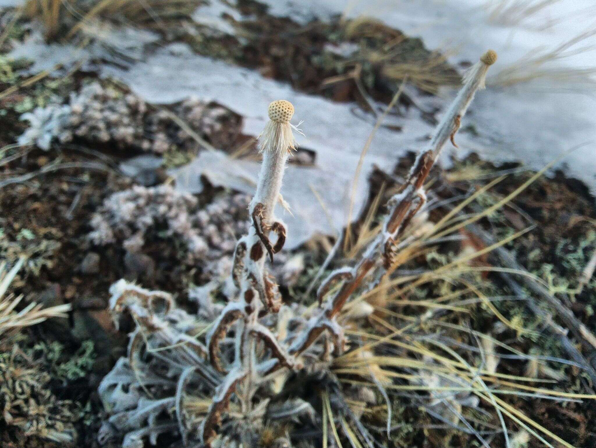 Image of Echinops humilis M. Bieb.