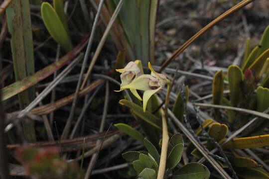 Image of Masdevallia coriacea Lindl.