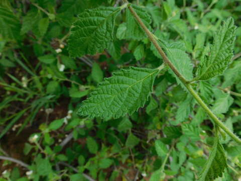 Image of Varronia globosa Jacq.