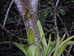 Слика од Aechmea angustifolia Poepp. & Endl.