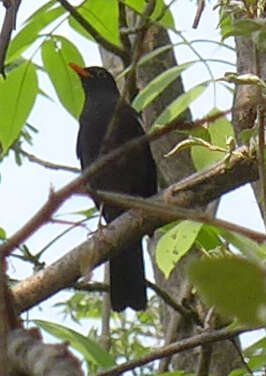 Image of Grey-winged Blackbird
