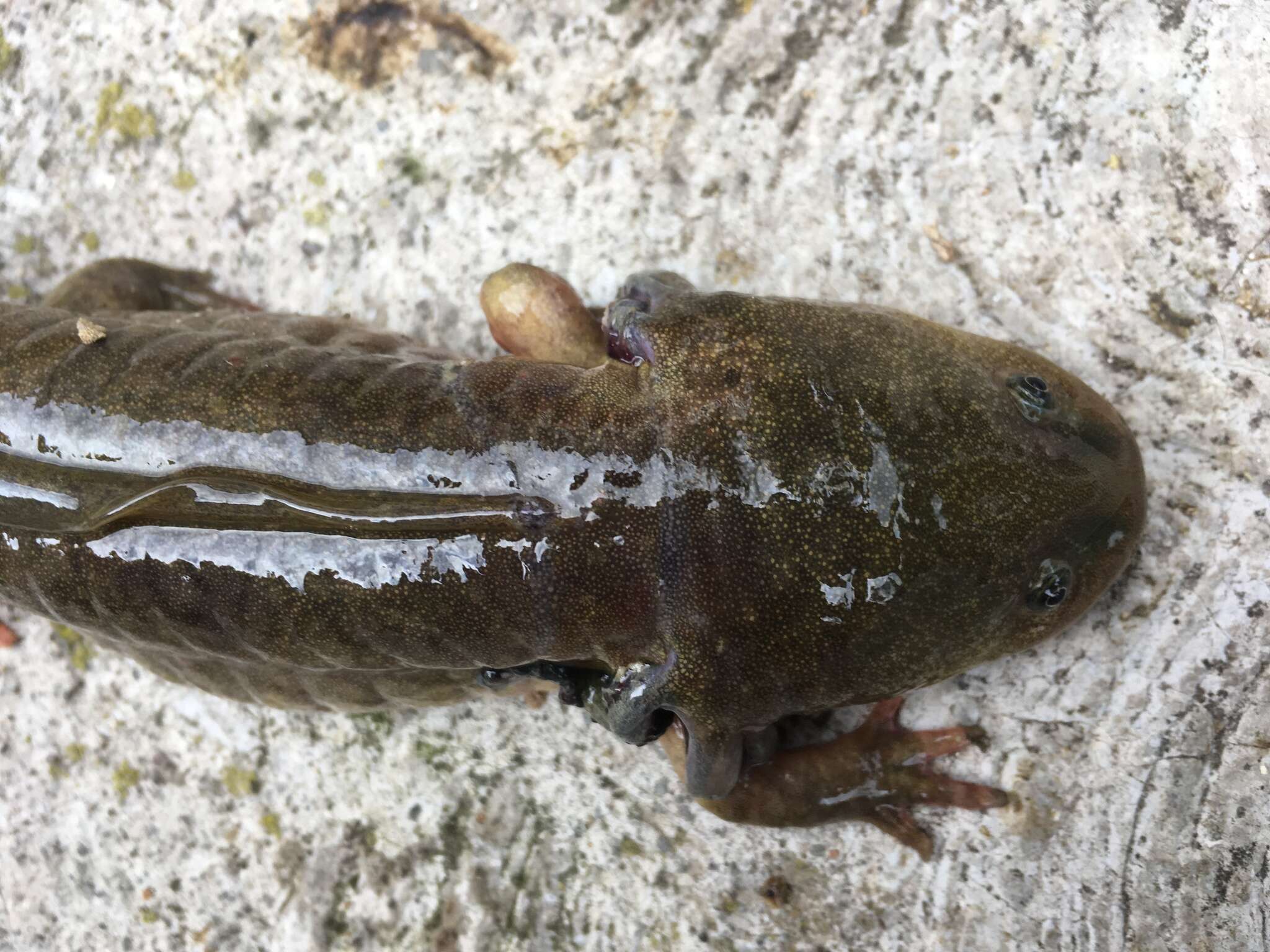 Image of Ambystoma granulosum Taylor 1944