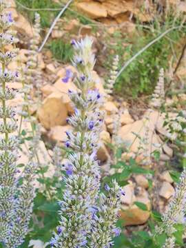 Agastache wrightii (Greenm.) Wooton & Standl.的圖片