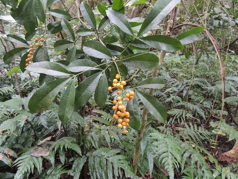 Image of Forchhammeria trifoliata Radlk. ex Millsp.