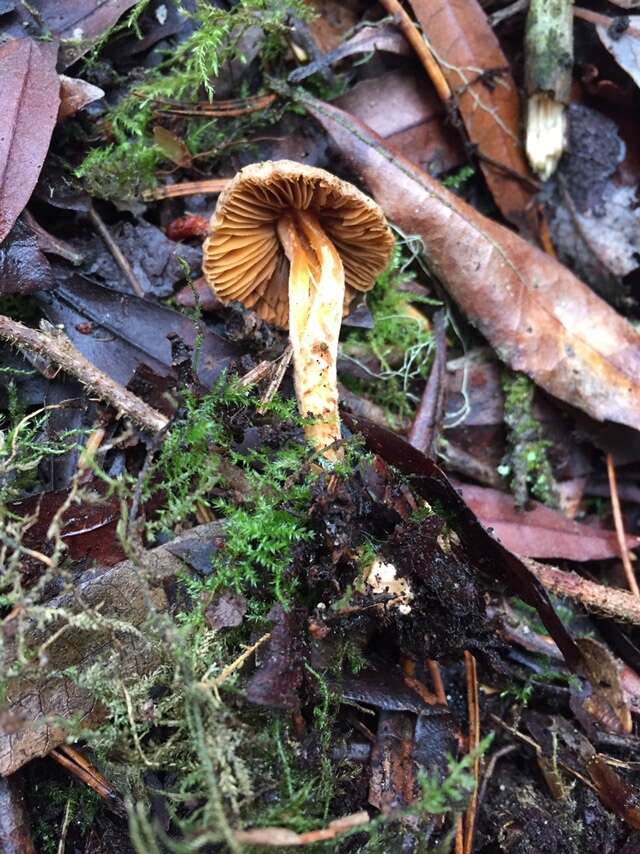 Image of Inocybe cinnamomea A. H. Sm. 1941