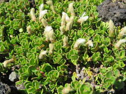 Image of Baccharis magellanica (Lam.) Pers.