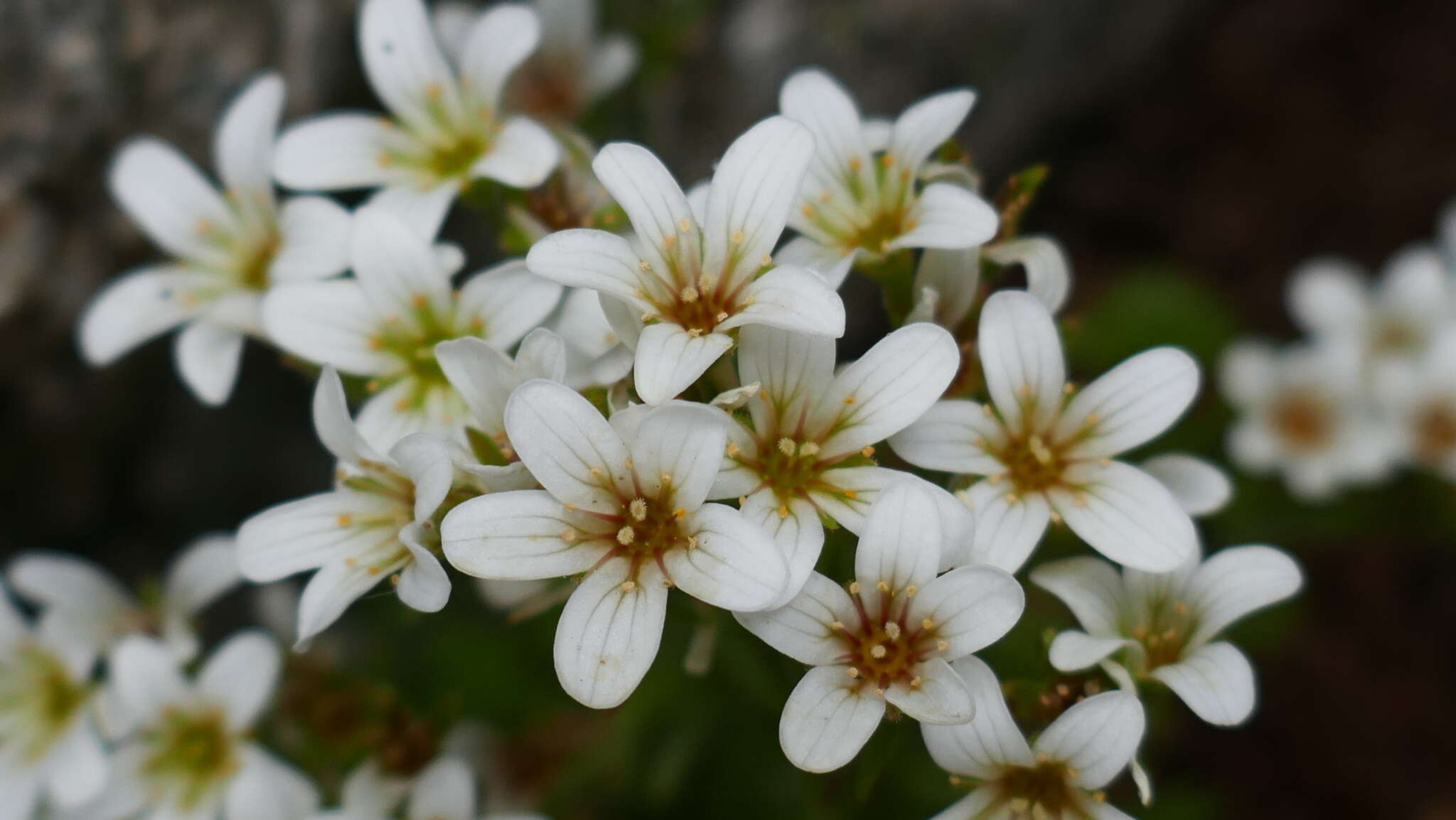 Imagem de Saxifraga geranioides L.