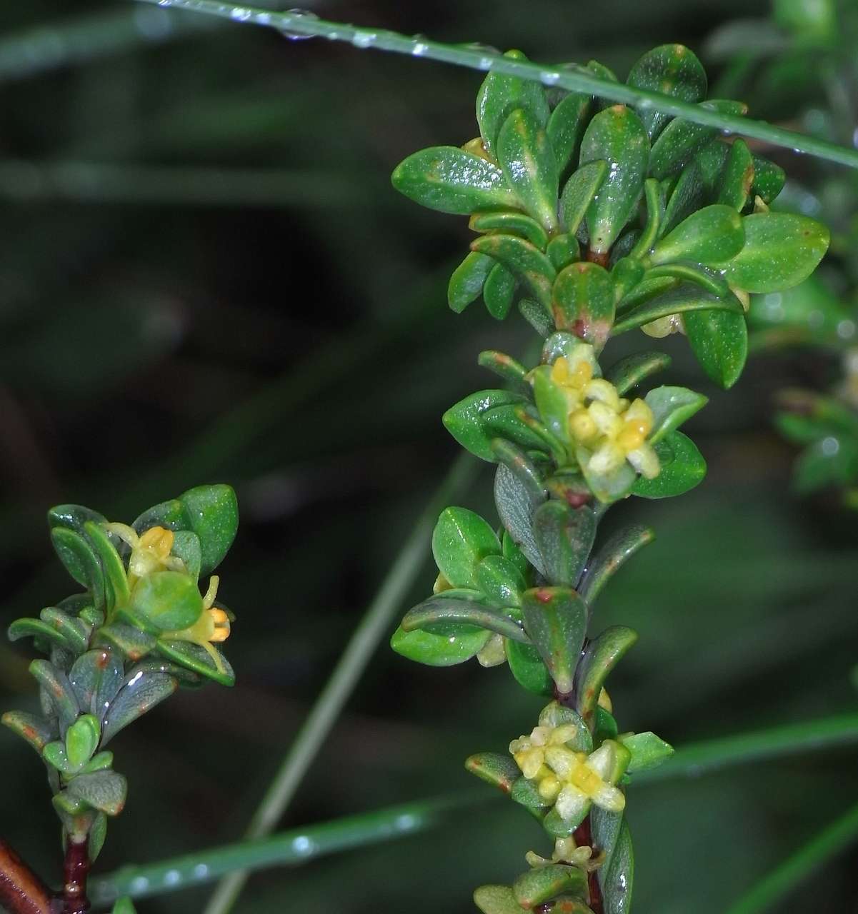 Image of Pimelea serpyllifolia subsp. serpyllifolia