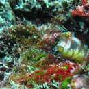 Image of Barnacle blenny