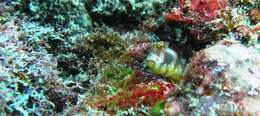 Image of Barnacle blenny