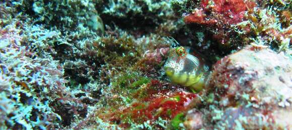 Hypsoblennius brevipinnis (Günther 1861)的圖片