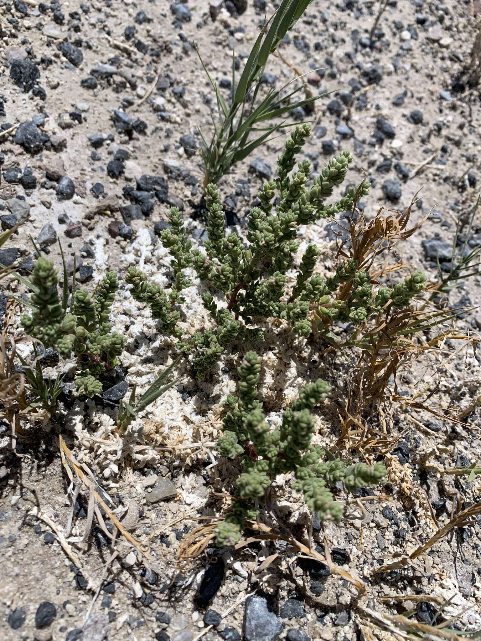 Image of Amargosa niterwort